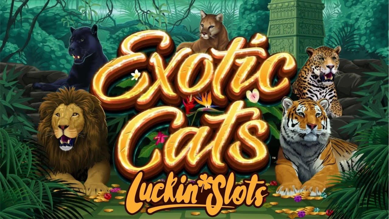 $3575 No deposit casino bonus at Dunder Casino